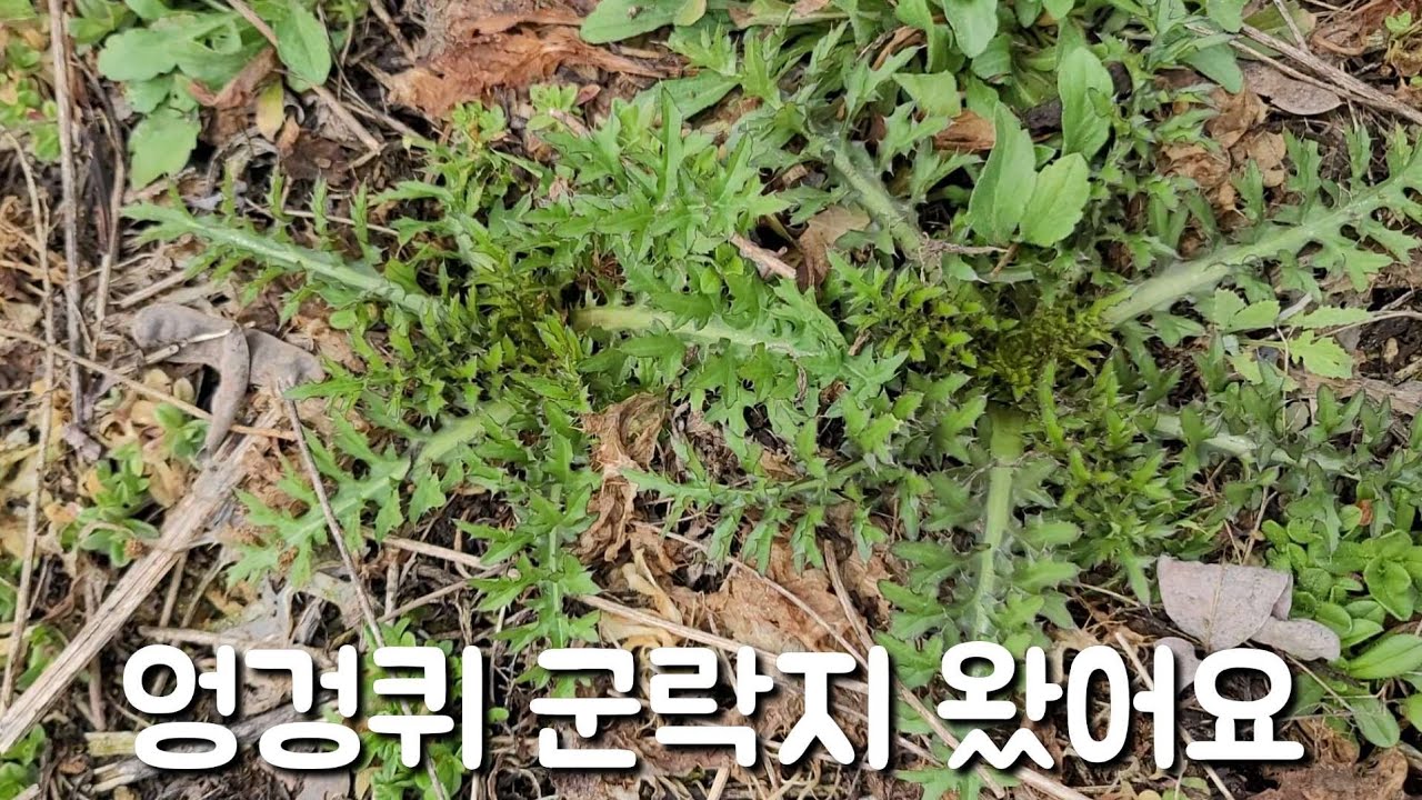 엉겅퀴 생무침과 숙채 맛보기.  효능이 어마어마 합니다~