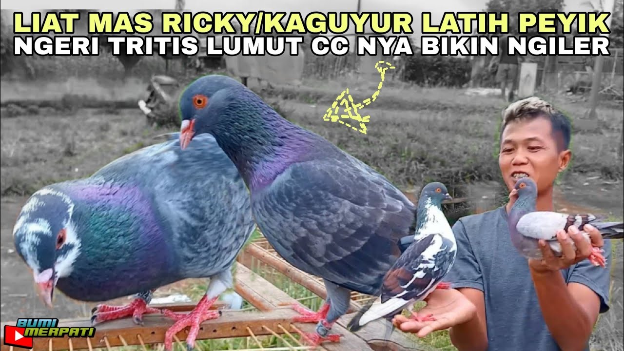 MANTAP MAS RICKY KAGUYUR LATIH PEYIKAN RING 2025 !!!