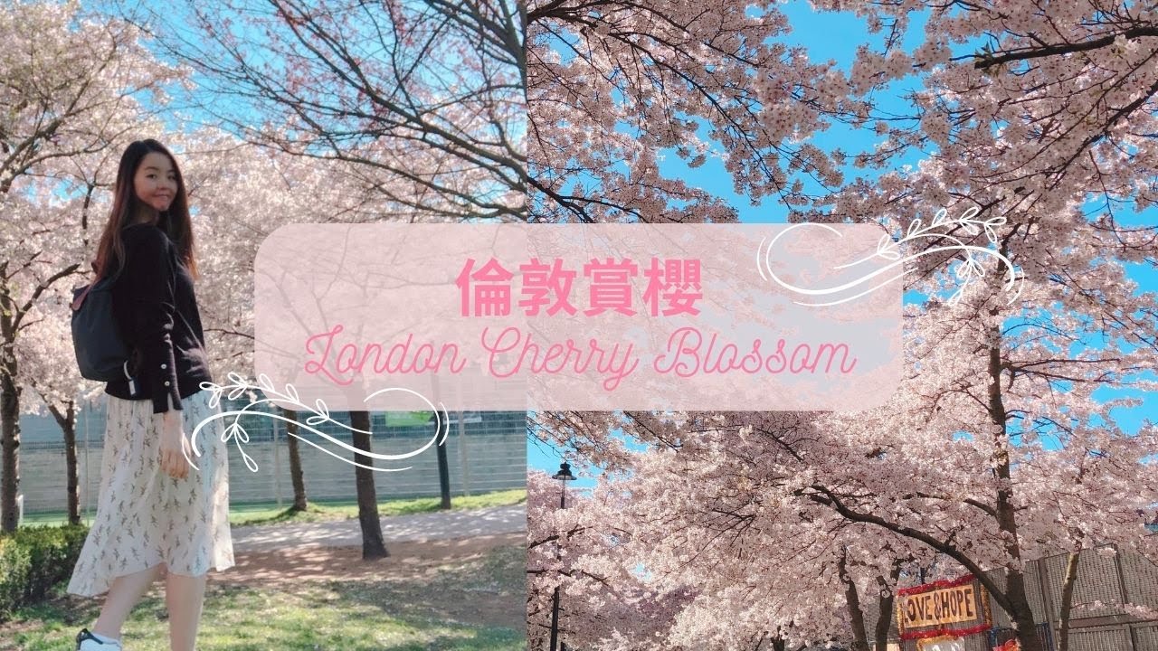 倫敦賞櫻 🌸 London Cherry Blossom 🌸 | Swiss Cottage | The Regent’s Park | Kensington Garden | Hyde Park