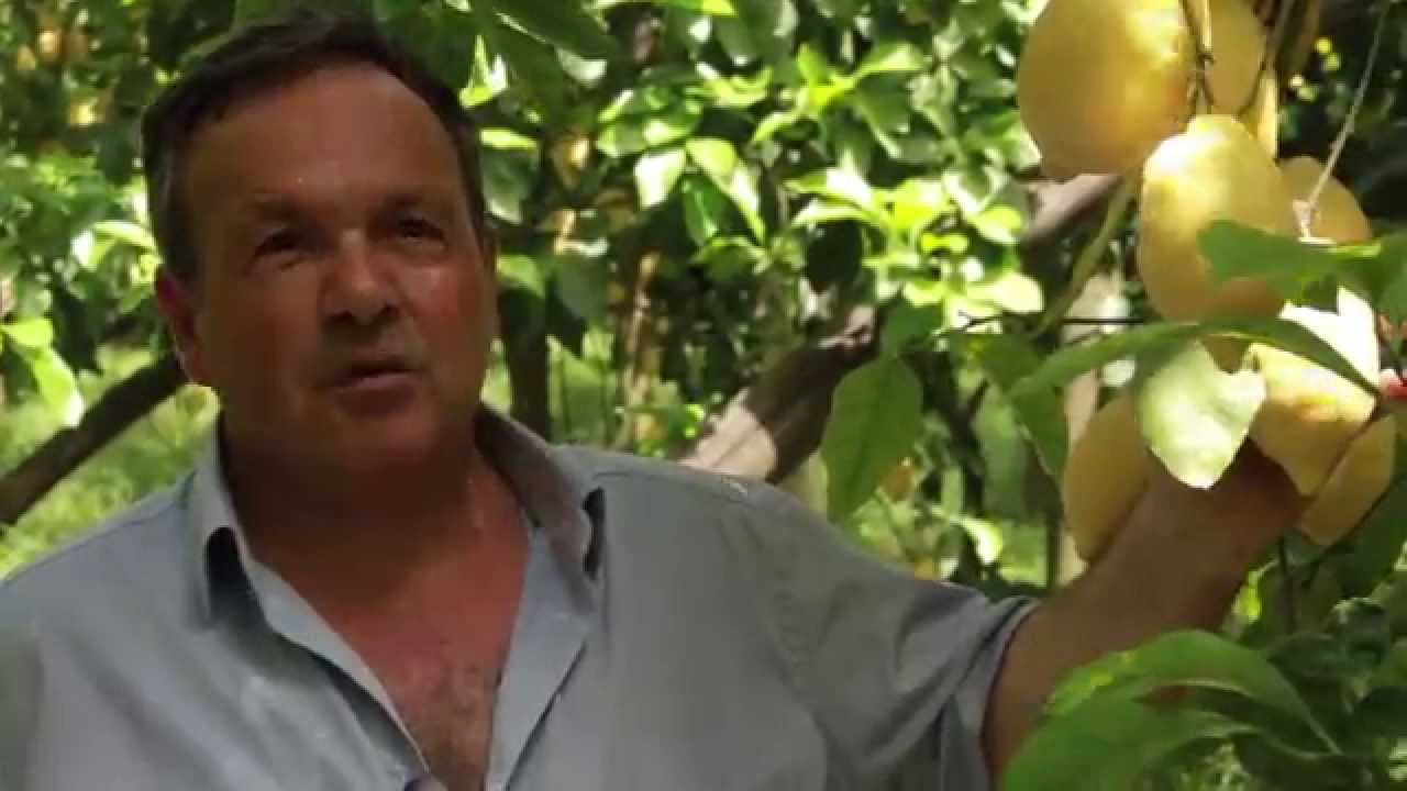 Limoni di Sorrento - Galano Raffaele