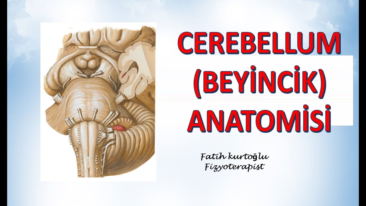 Cerebellum | Beyincik | Cerebellum Anatomy  | Nöroanatomi Konu Anlatımı - 12