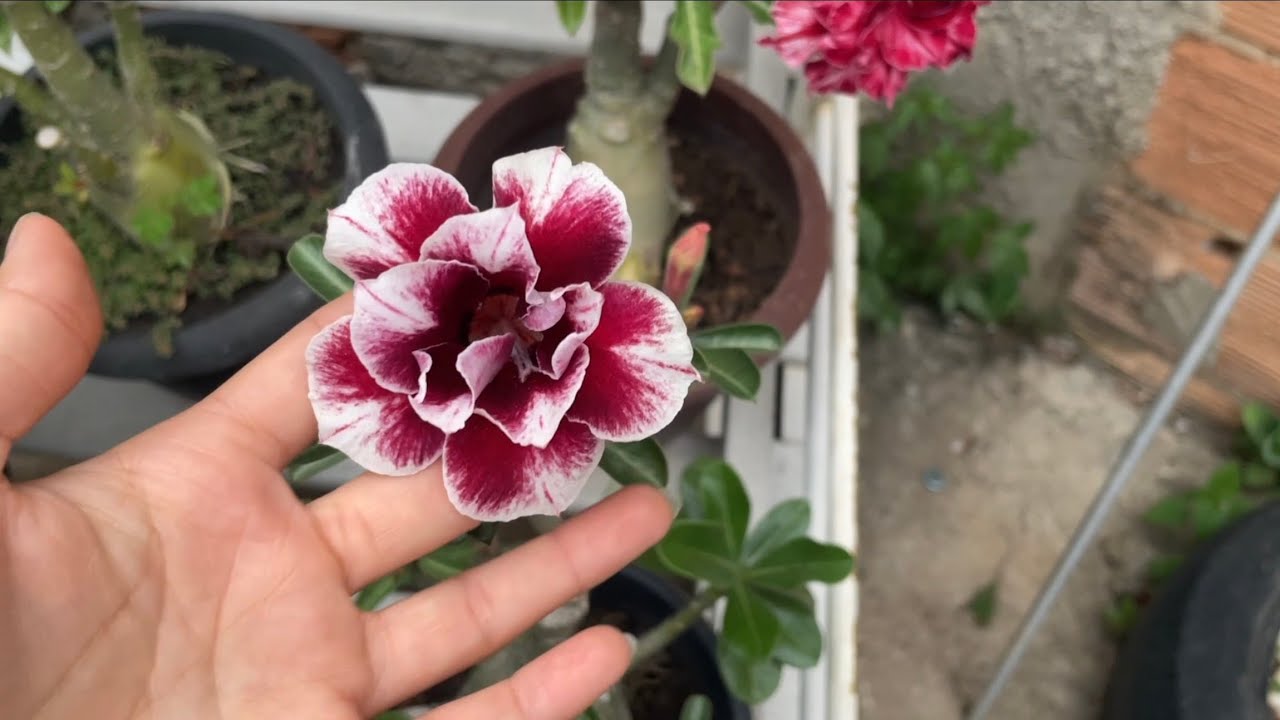Todos os meus id's de rosas do deserto