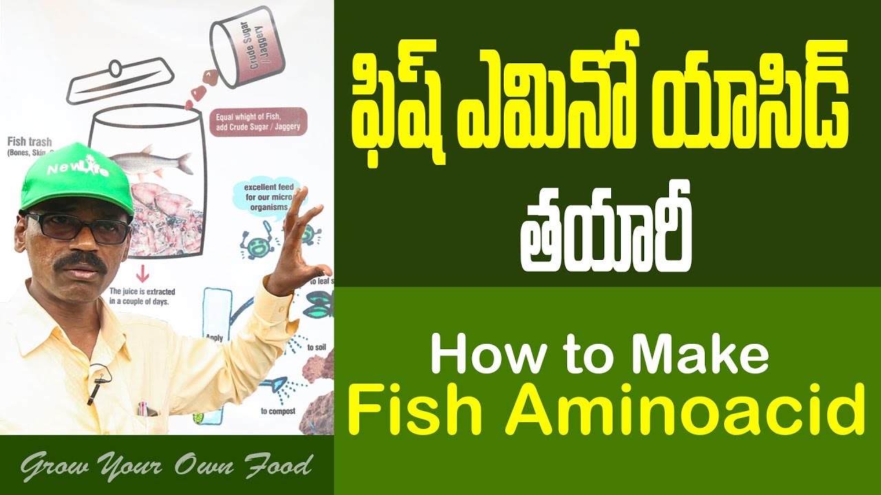 How to Make Fish Aminoacid II GrowYourOwnFood