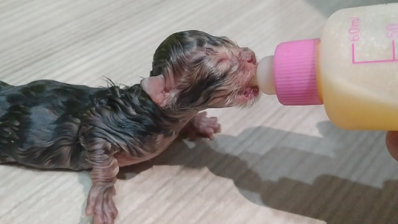 Foster Cat Gives Birth To 5 Kittens She Can Feed Milk To Maximum 2 Kittens But Kittens Starving 