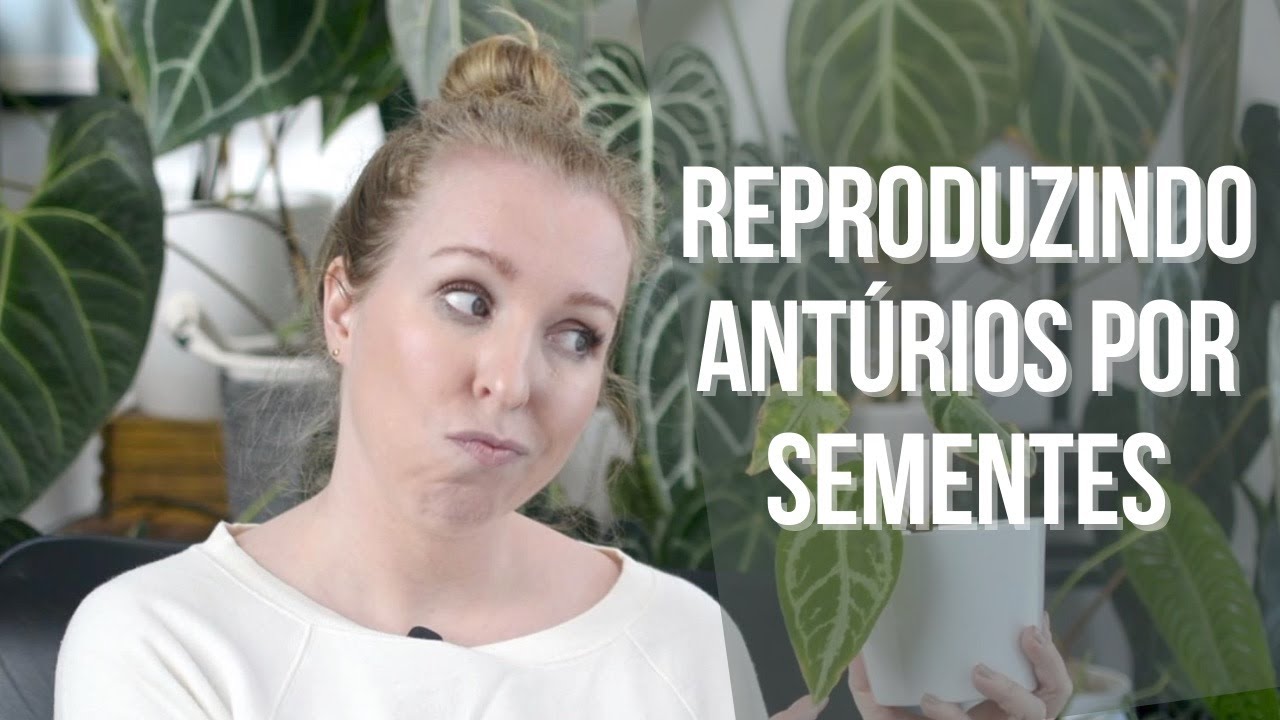 Reproduzindo Antúrios por Semente - Parte 1: o que você precisa saber antes de começar