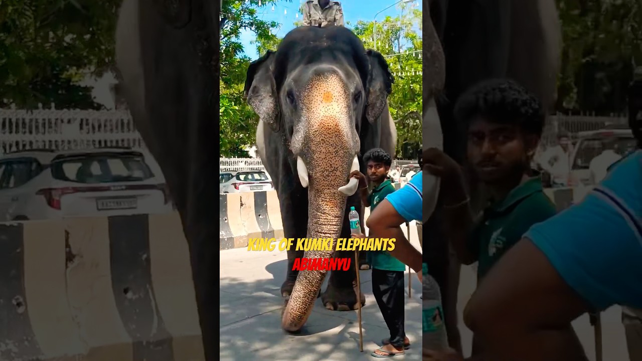 ABHIMANYU  #abhimanyuelephant #arjuna #elephant #dasara #ambari #mysore #youtubeshorts #news #trend