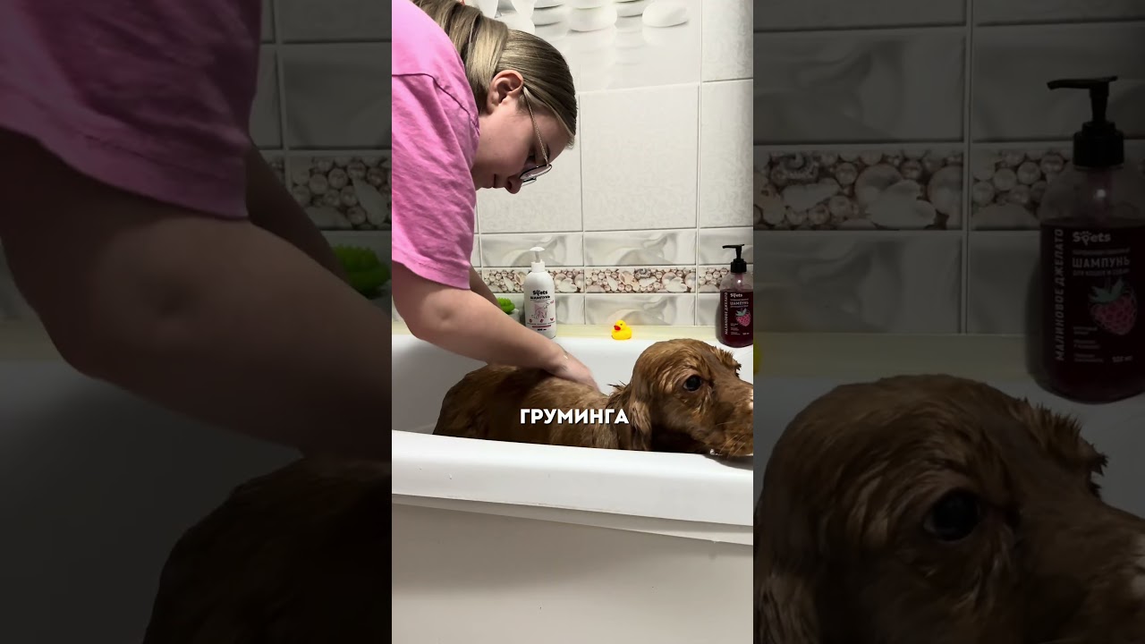 В уходе используем полноценный грумер-набор для длинной  шерсти🐶 ВБ: #WW305573