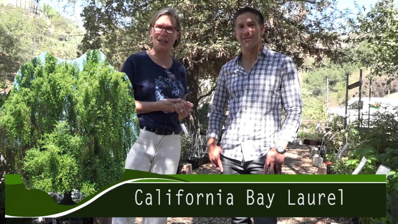 Part 3 of 4 | GROWING CALIFORNIA NATIVES | Theodore Payne Foundation | Charles Malki & Lisa Novick
