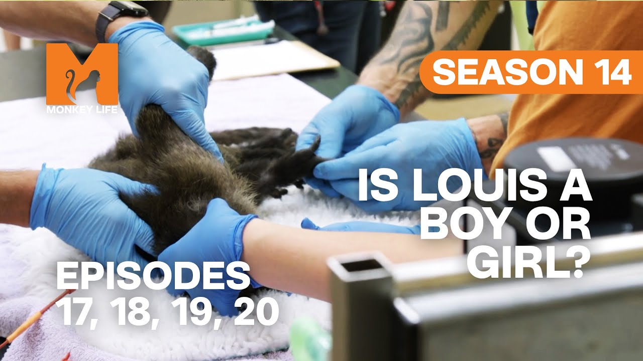 Is Capuchin Louis A Boy Or Girl in Monkey Life? | S14 E17, 18, 19 & 20 | Full Episodes