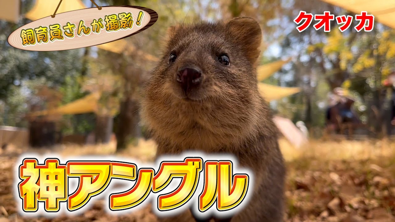 クオッカを下から見上げたらカワイすぎた！（Quokka）