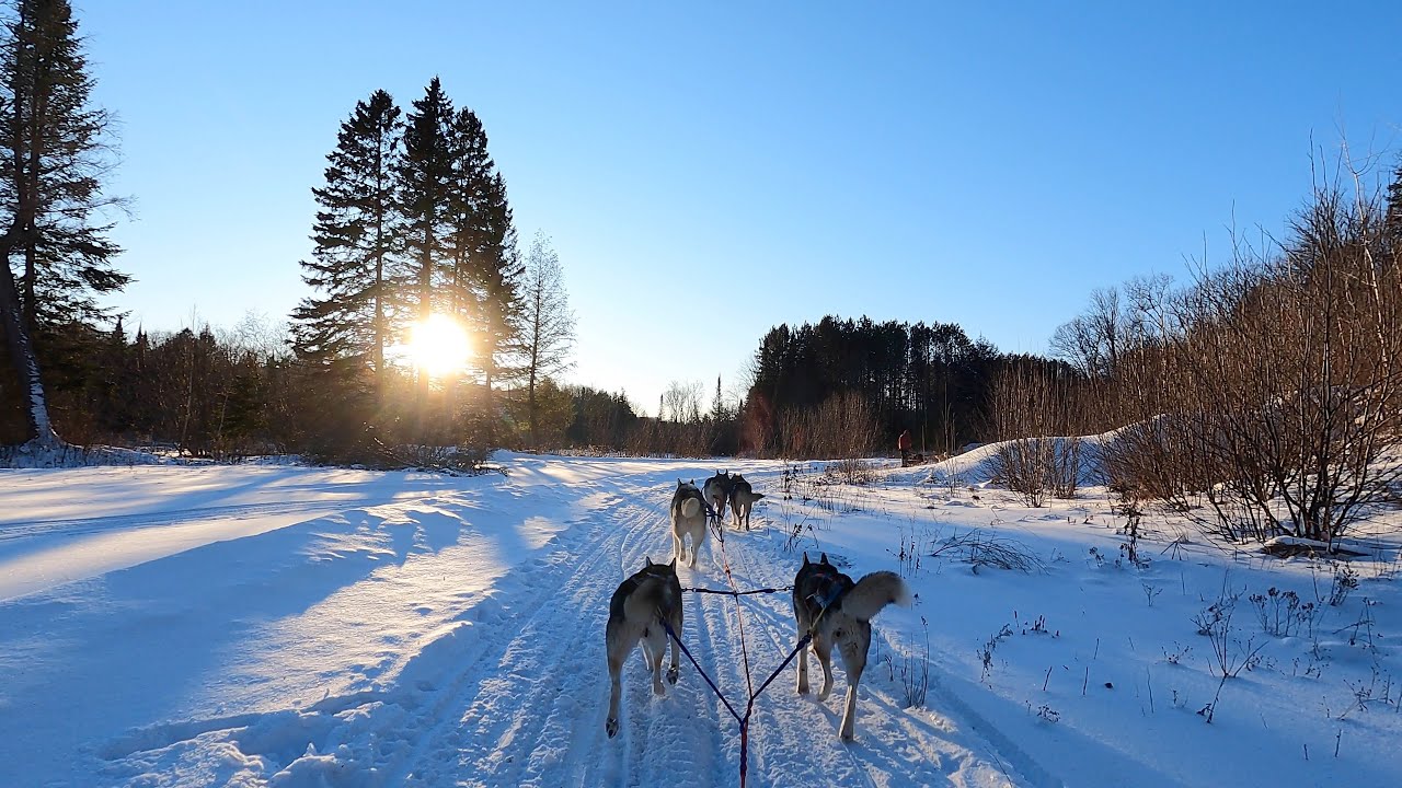 Dog Sledding with Winterdance Dogsled Tours
