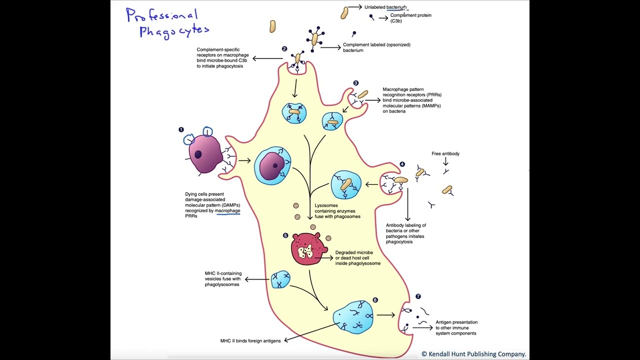 Professional phagocytes