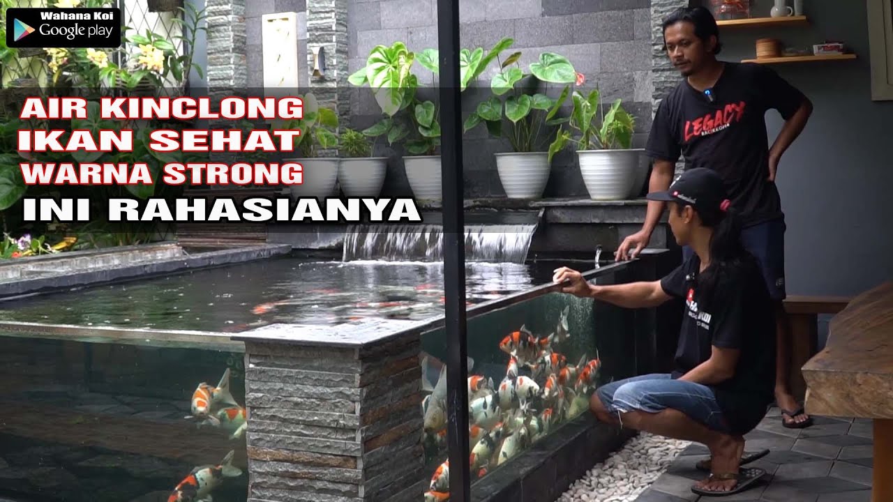 RAHASIA KOLAM TETAP JERNIH DAN IKAN SEHAT