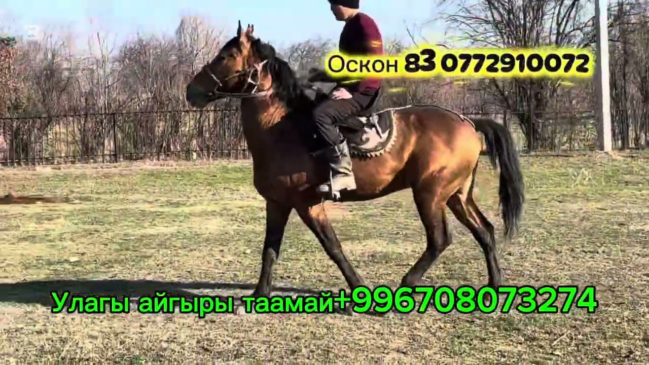 Улагы кучтуу айгыры таамай +996708073274