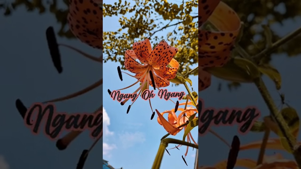 Ngang Oh Ngang Cover By Louann | CHUUKESE #chuukesesong #chuuk #micronesia