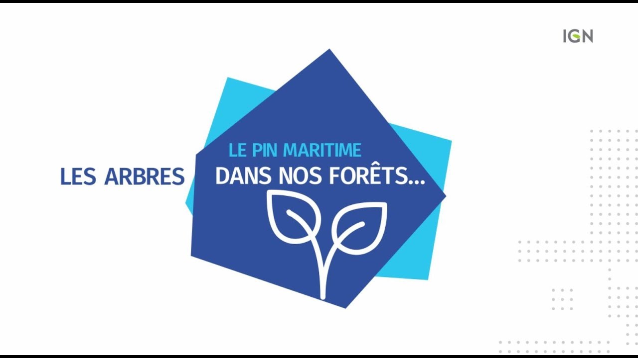 Dans nos for&ecirc;ts - Le pin maritime