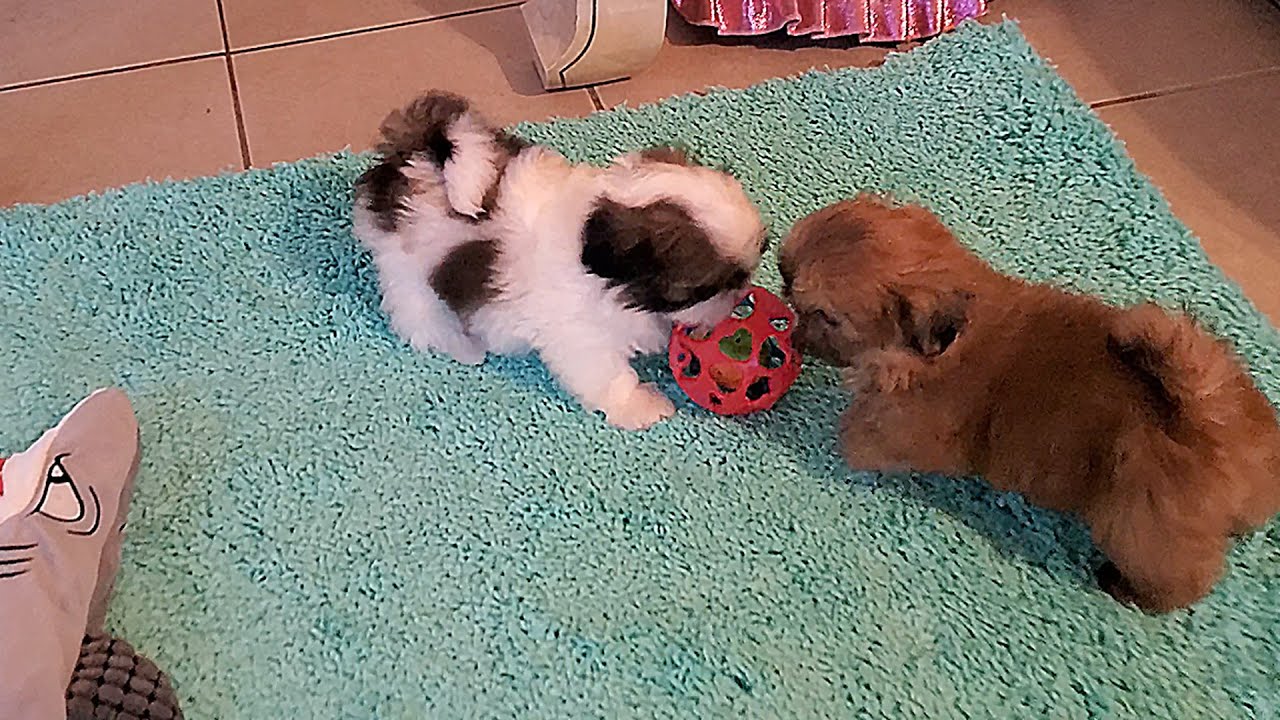 Shih Tzu Puppies at 8 weeks Old || TOO CUTE