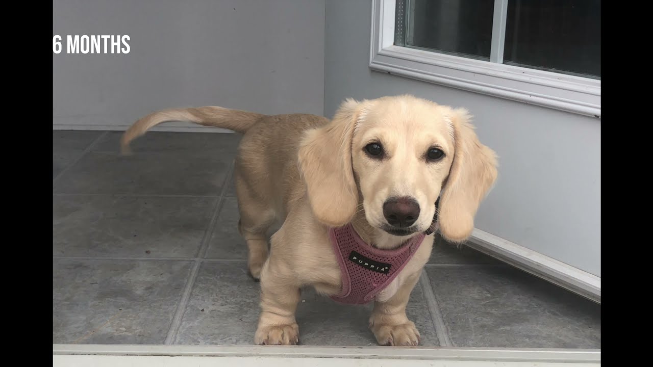 PUPPY GROWING UP TIMELAPSE - 4 Weeks to 1 Year (Dachshund)