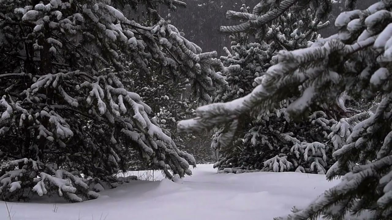 The cozy sound of winter – snow and pine trees