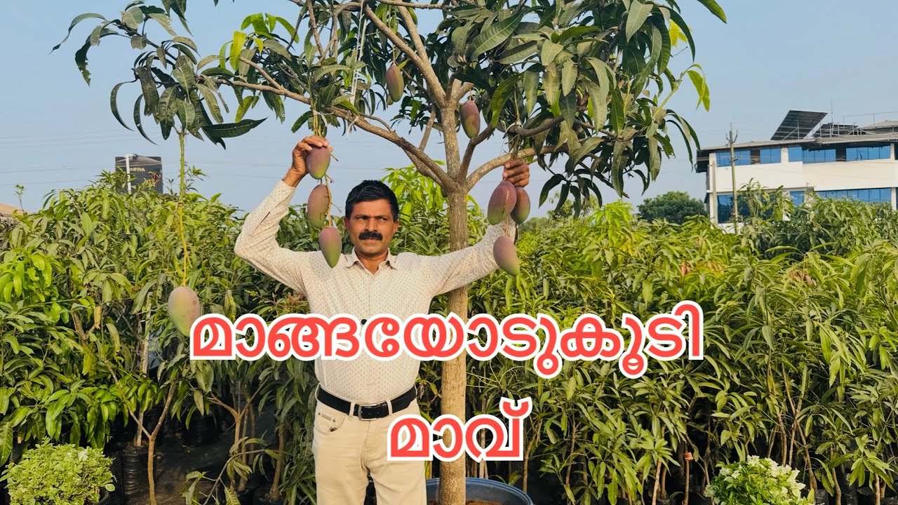 മാങ്ങയോടുകൂടി മാവ്