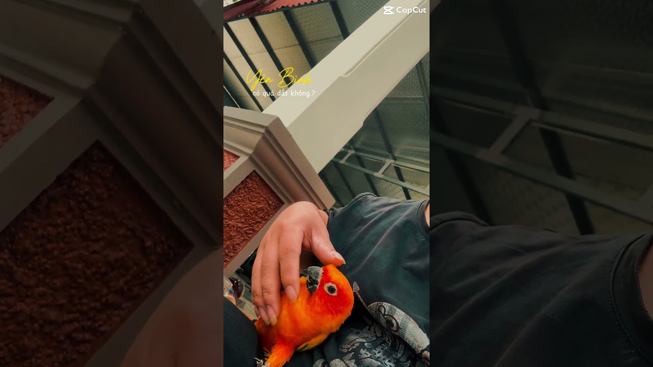 Thư gi&atilde;n cuối ng&agrave;y. 🥰🥰🥰🥰#vet #sunconure