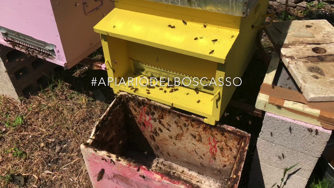 Trasferire le api dal porta sciami alla nuova arnia 