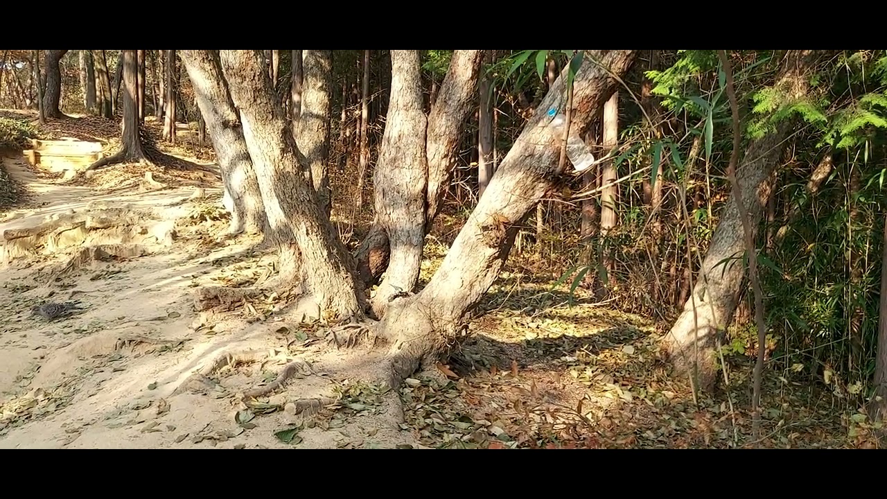 나무 샘. 새들의 휴식