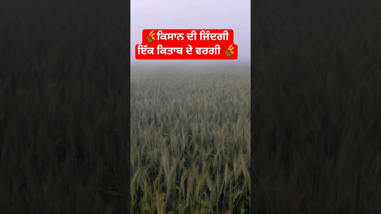 ਕਿਸਾਨ ਦੀ ਜ਼ਿੰਦਗੀ ਕਿਤਾਬ ਵਰਗੀ 🌾 #shorts  #punjabfarming