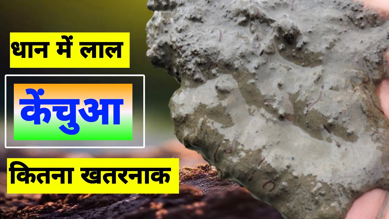 धान में लाल केंचुए क्यों लग जाते हैं || धान में लाल कीड़े की दवाई #TechnicalAgriculture #धान