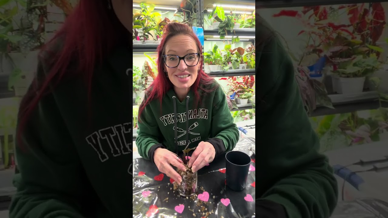 No Drainage Glass Planter Setup 🌿 | Syngonium Strawberry Ice