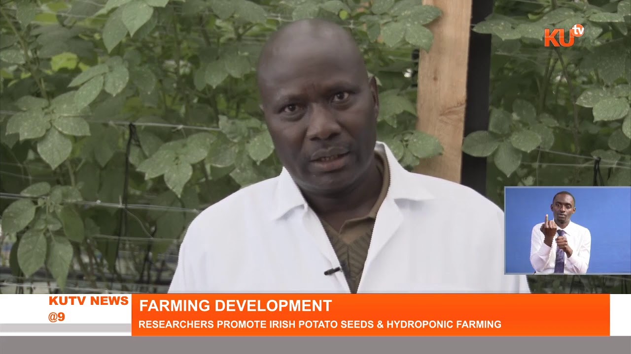 Tumaini farm in Nyandarua area are now venturing into the productions of certified potato seeds