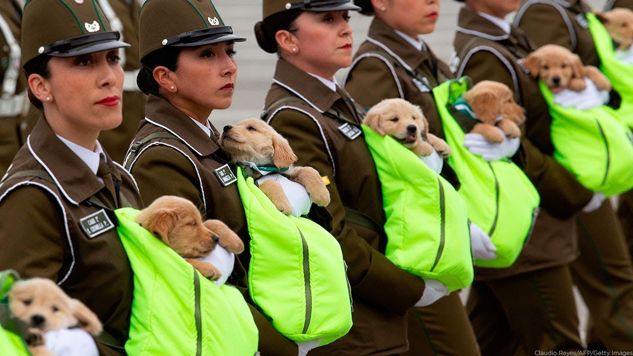 Puppies steal the show at military parade