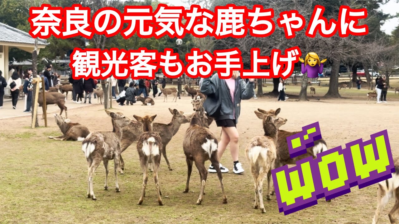 奈良の元気な鹿ちゃんに観光客もお手上げ🤷‍♀️🦌