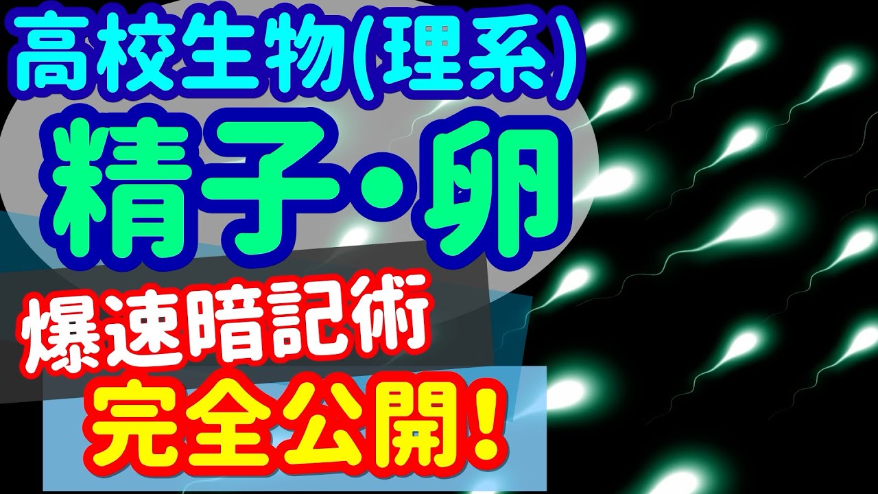 【高校生物 29】発生【動物の配偶子】を宇宙一わかりやすく