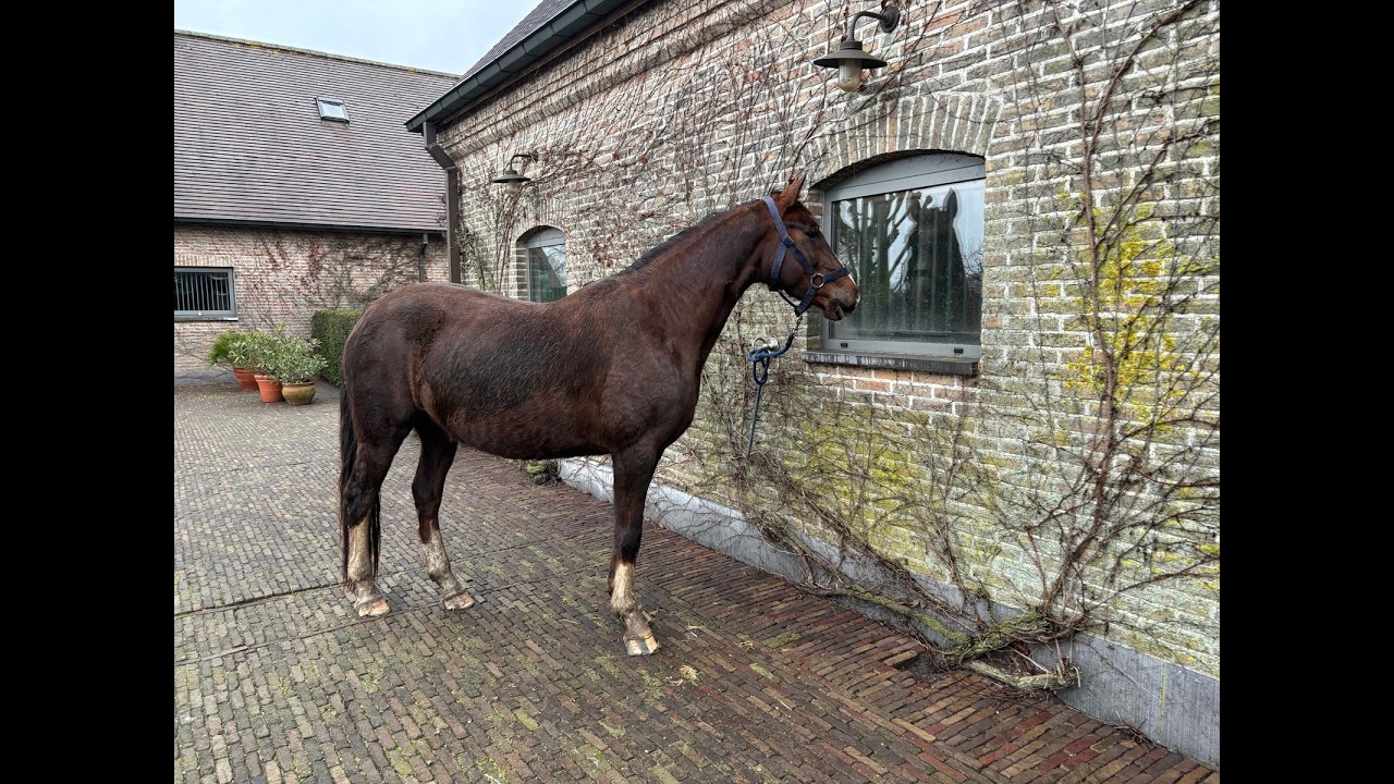 Broodmare Utopia T + Embryo Maxima T x Cornet Obolensky