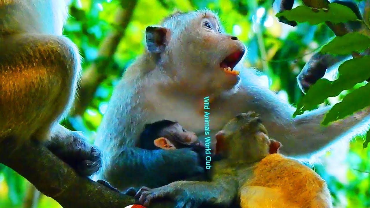MG! TERRIBLE HURT A SMALL MONKEY WAS WARNING TO BITE SO SERIOUSLY AND CRY VERY LOUDLY BY DUCHESS...