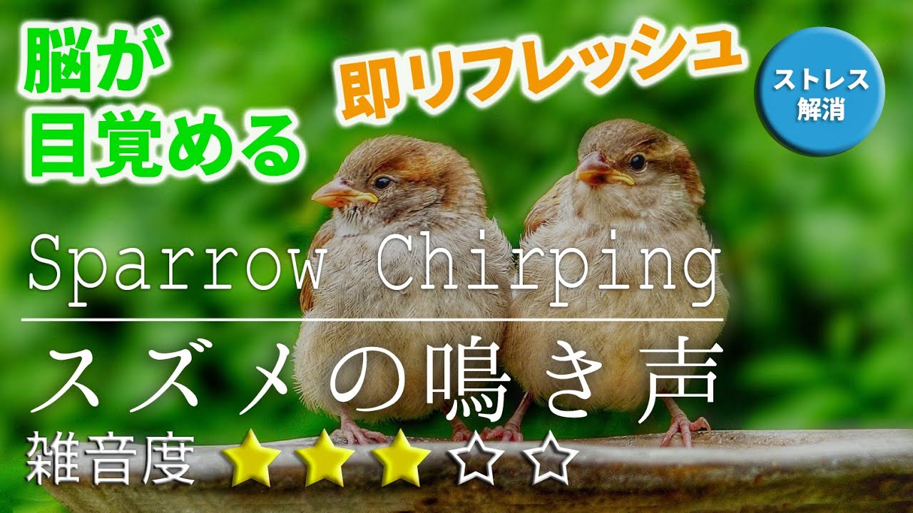 【眠気覚まし】脳を覚醒させるスズメの鳴き声 /Sparrow Chirping《目覚まし,ストレス解消,眠気覚まし,気分を上げる》