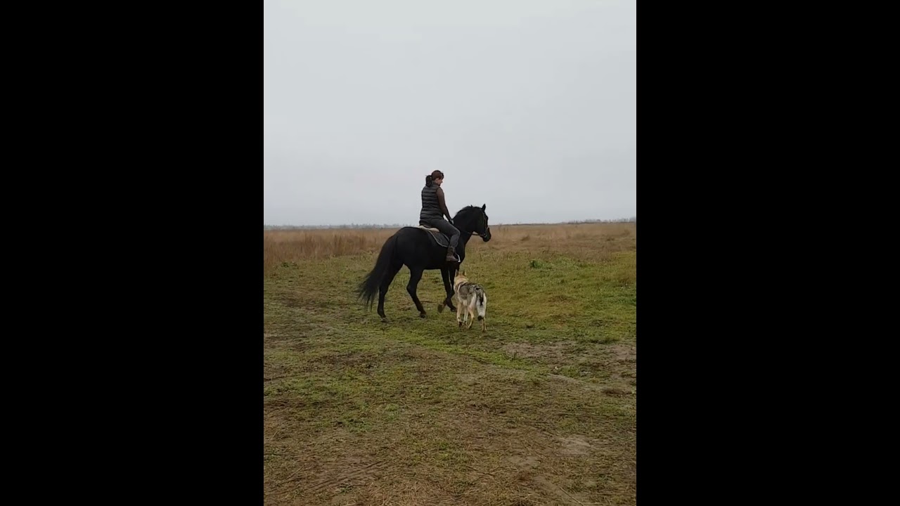 #влчак #Джеки Zhoklin ot Asti #чехословацкийвлчак #щенки #wolfdog #волкособ #lupo #wolfdogs #волк