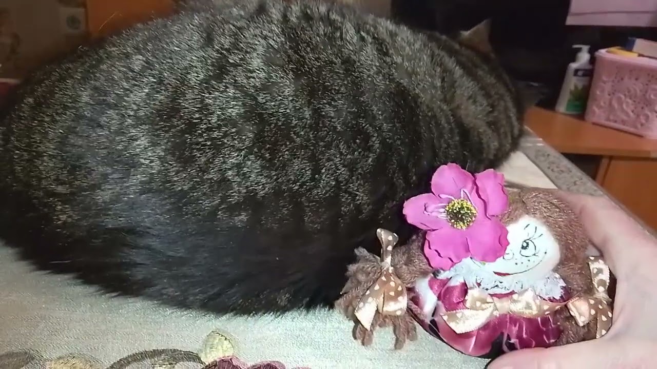 ВСПЛЫЛИ ВОСПОМИНАНИЯ!💞🥰МОИ СЛИВКИ-ЛЕНИВКИ!😺🌠