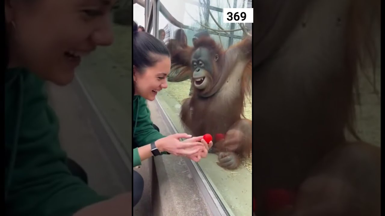 Remarkable Gorilla Behavior | Human-Like Intelligence Caught on Camera