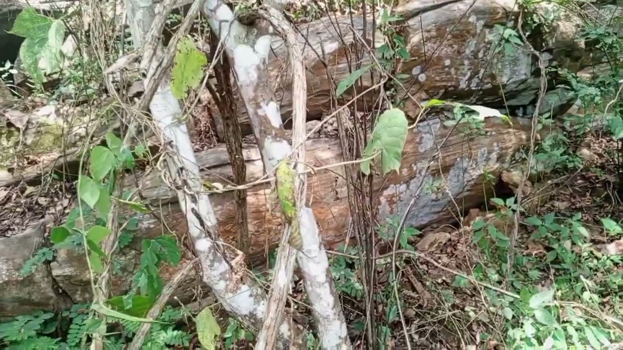 Voilà une bonne manière de gérer ce type de zone en apiculture.Tél :+237654367042/656583529