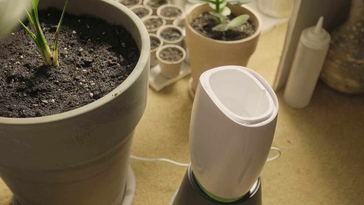 Mars Hydro Grow Journal 1 - TSW 2000W - rescuing palm #marshydrosp6500