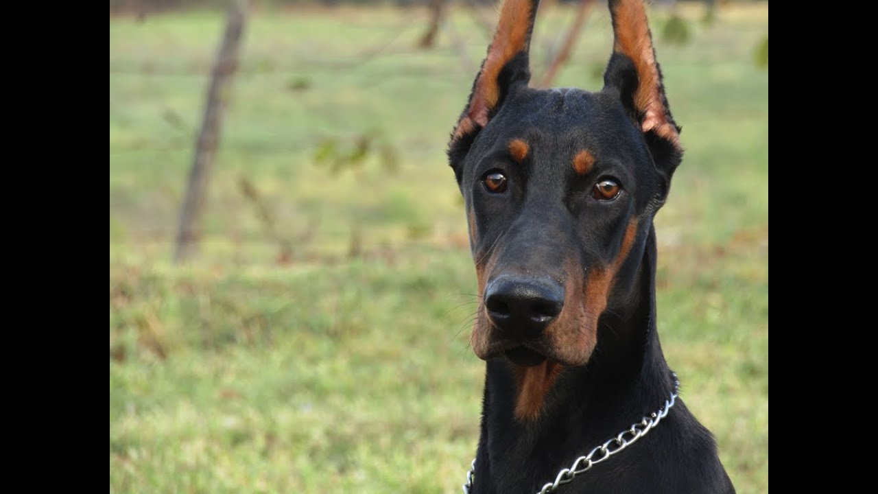 Obuka pasa svih rasa (2019)