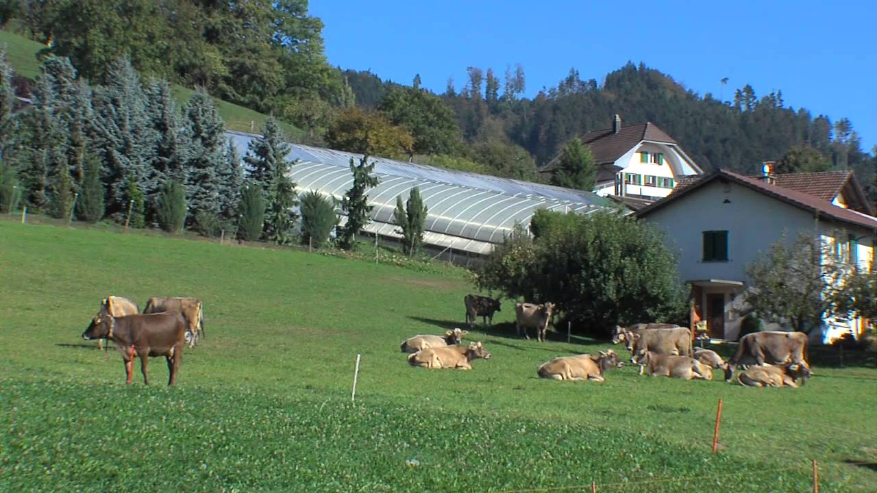 Gemeinde Bolligen (Video)