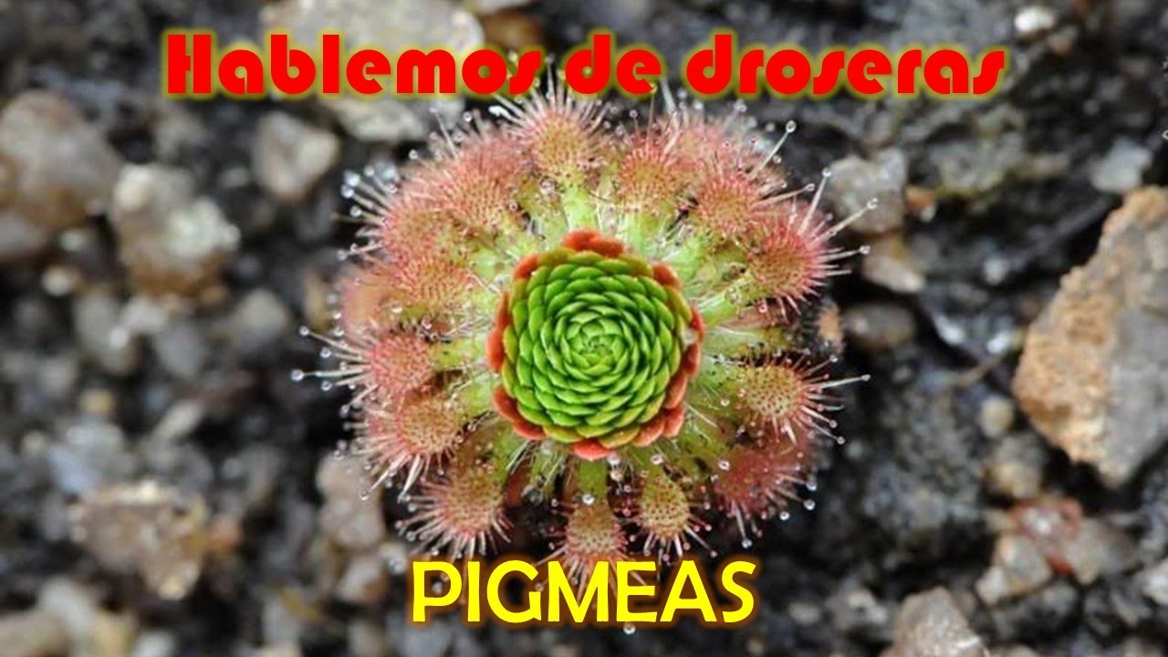Hablemos de Droseras Pigmeas