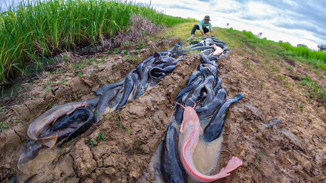 Thousands of Catfish After the Flood! Nature’s Crazy Moment 🌊🐟
