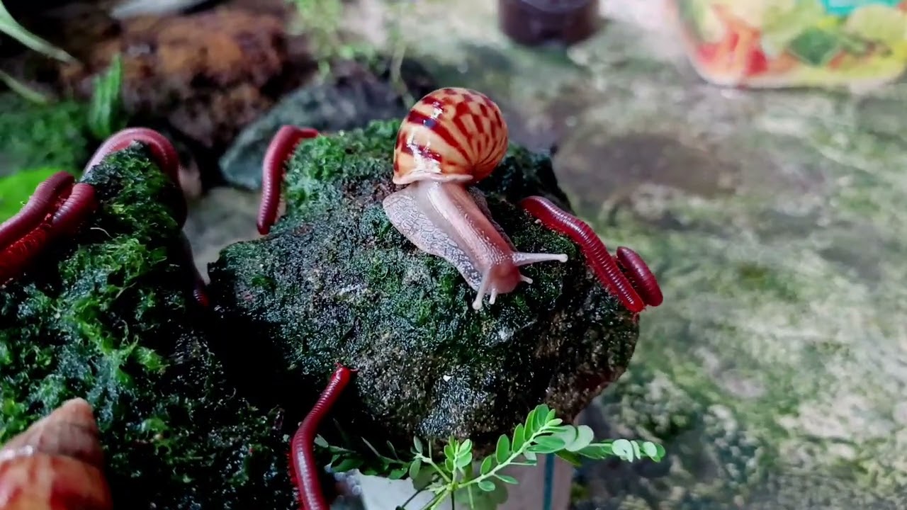 Do They Really Have 1,000 Legs? (Giant Millipede Facts)
