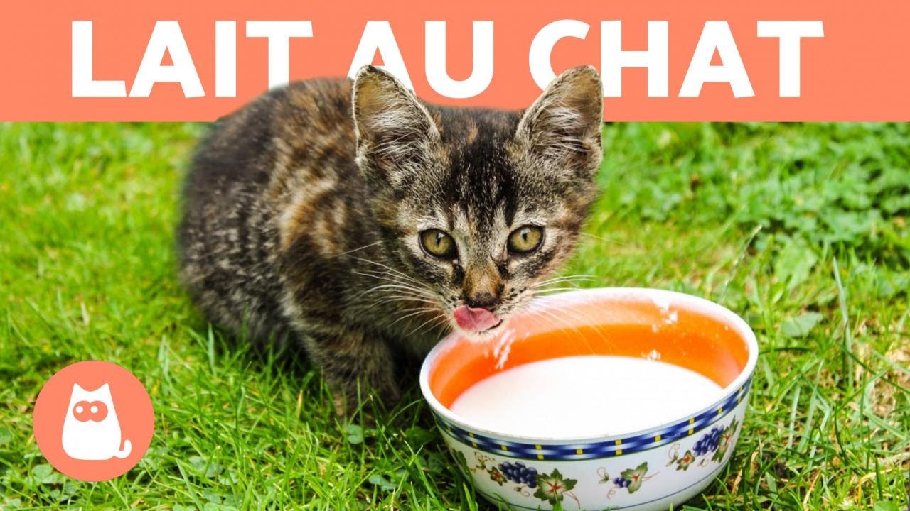Peut-on donner du lait au chat ? 🥛 Découvrez-le !