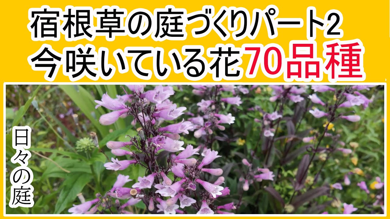 【宿根草の庭づくり】ナチュラルガーデン/今咲いている宿根草や多年草など70品種【ガーデニング】
