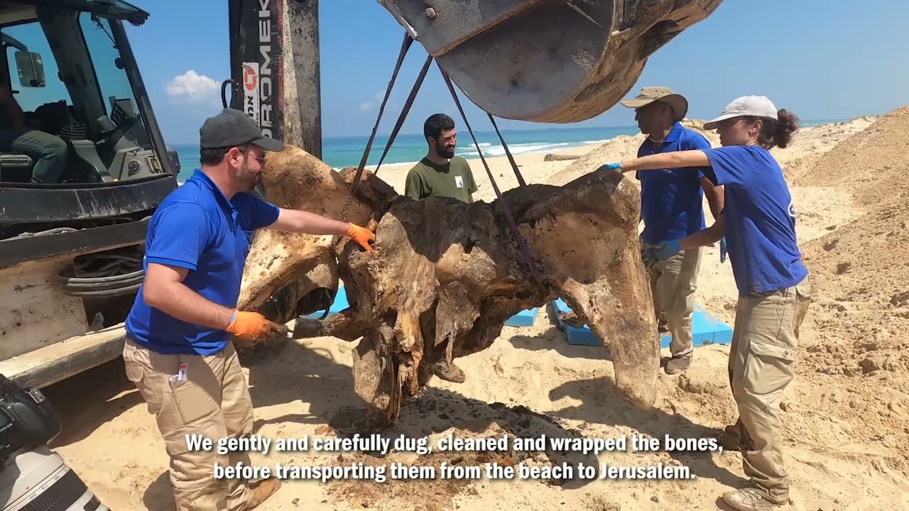 The Story of Sandy the Whale (english)